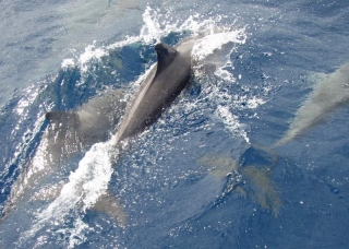 atlanteren-delfiner2.JPG