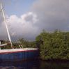 carriacou_tyrrel bay_mangroves.JPG