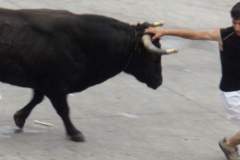 Okseløp på Terceira